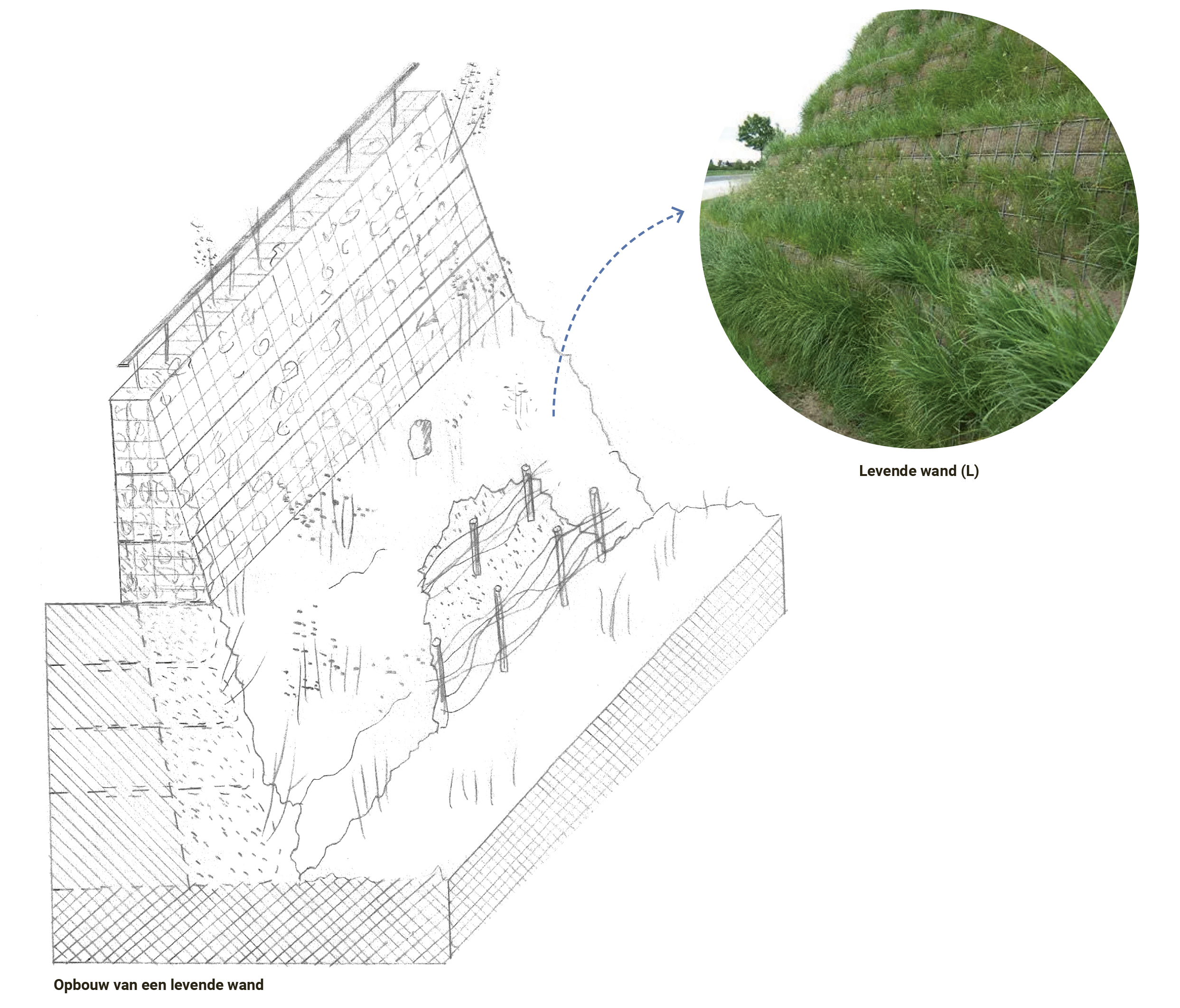 De levende wand biedt voedsel en schuilplaatsen voor insecten en kleine dieren.