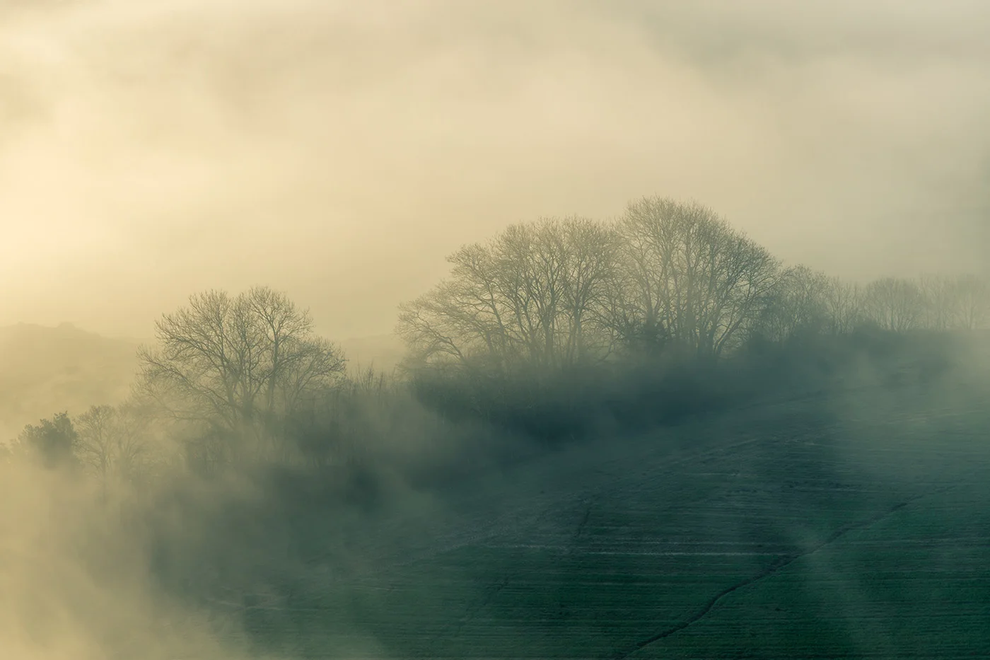 Trees in the Mist.jpg