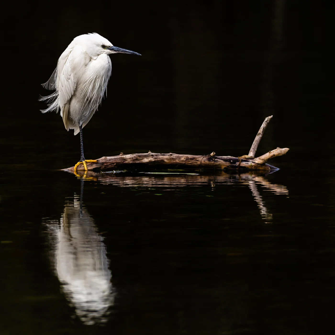 Egret.jpg