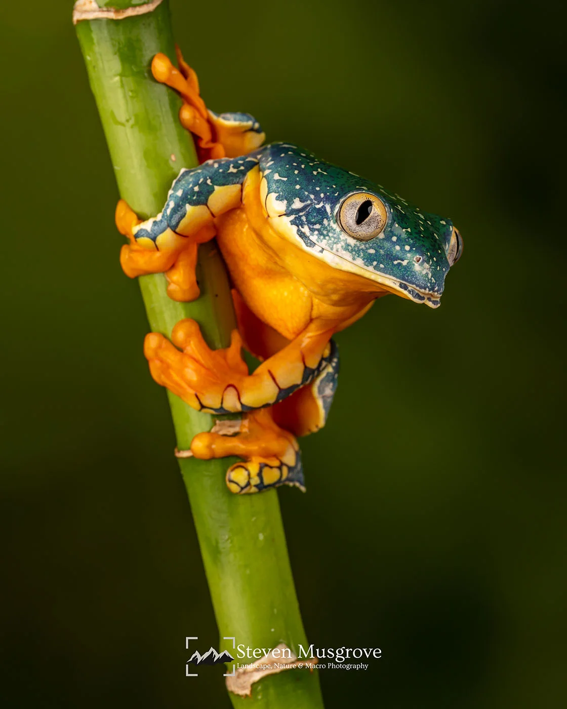 Fringed Leaf Frog.jpg