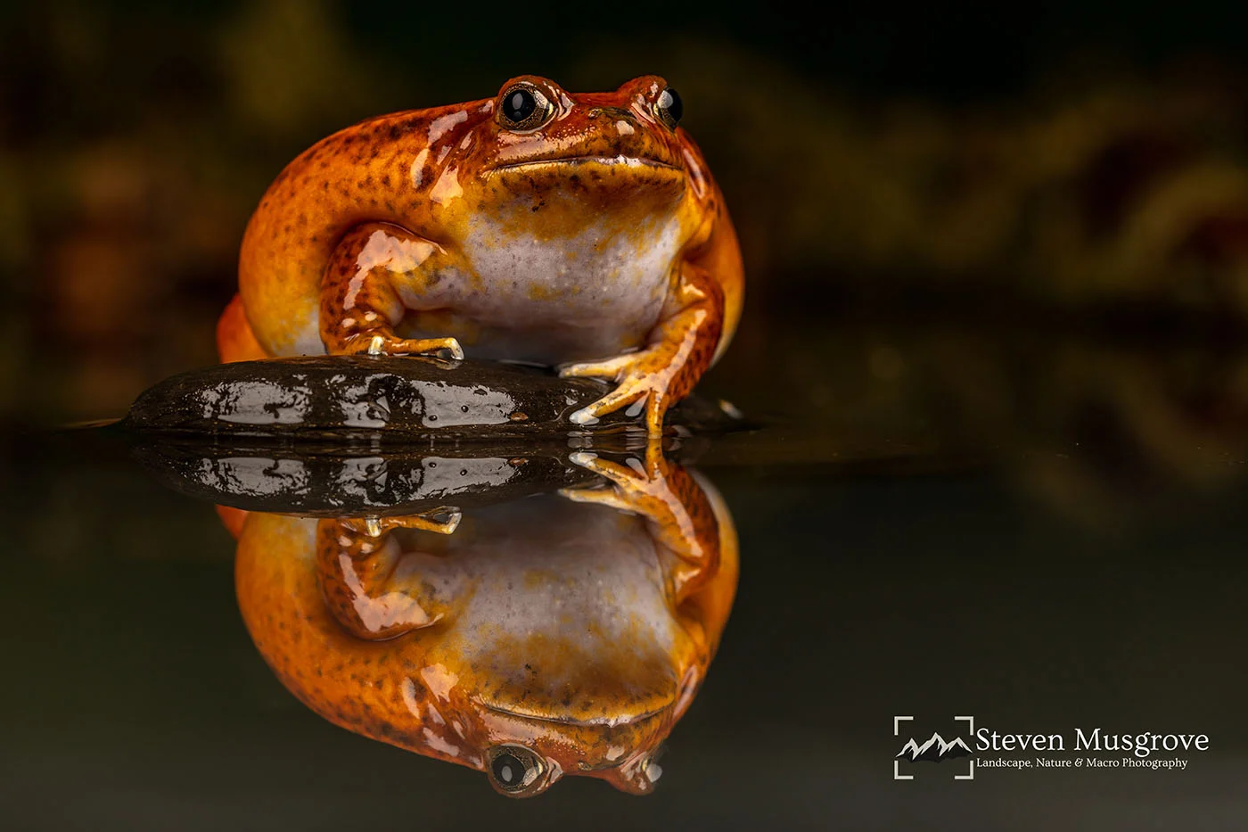 Tomato Frog.jpg