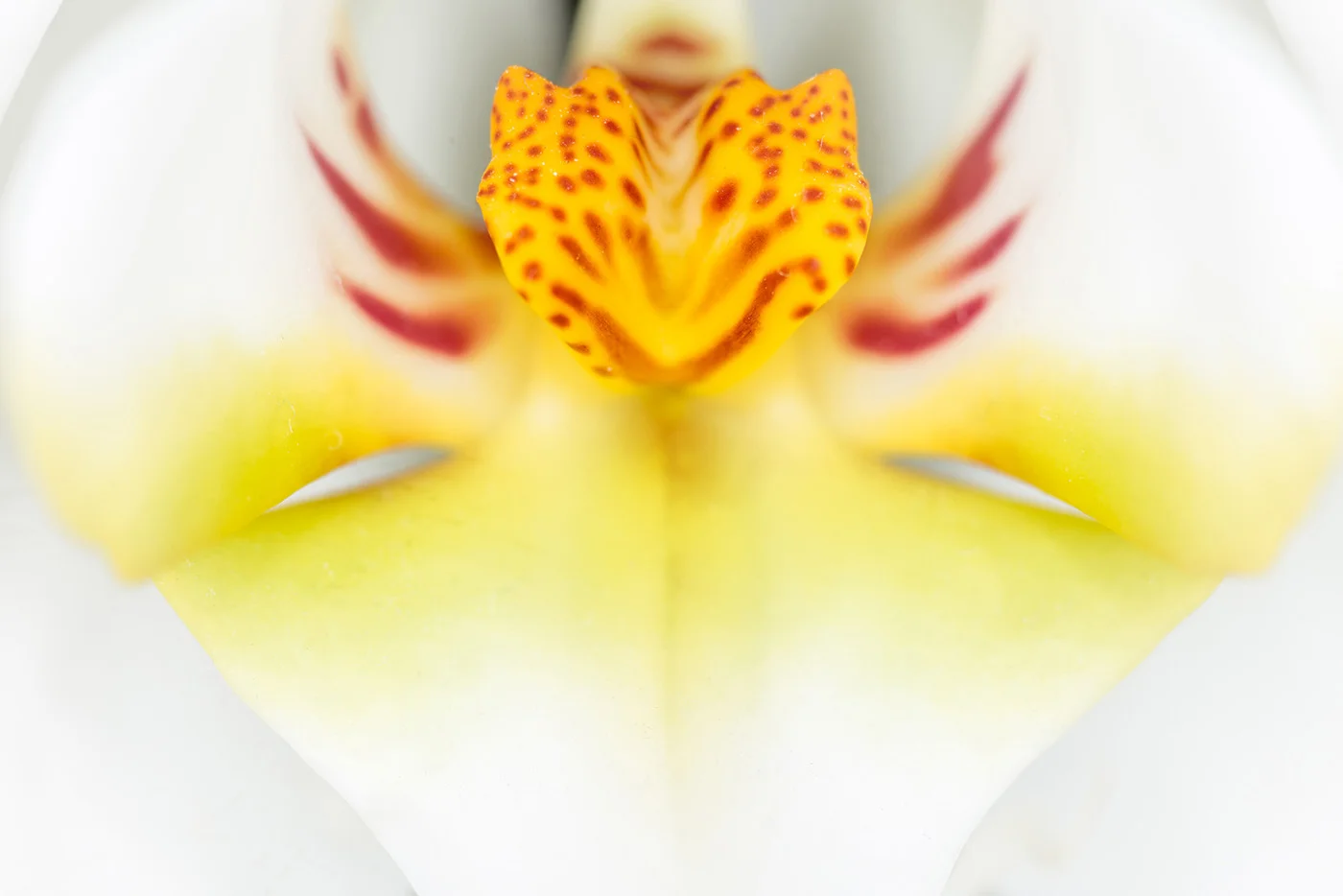 White Orchid.jpg