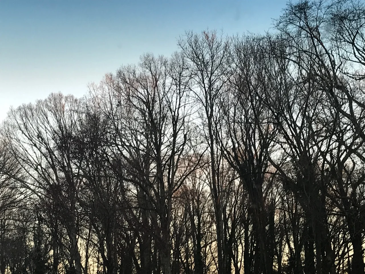 “For your own unique call to be heard, you need to fly closer to the ground and pay attention to details, creating a more sensitive connection with your world” Hilary Barrett , I Ching, Walking Your Path, Hexagram 62 Xiao Guo