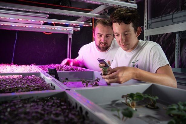 sustainable farming lettus grow use aeroponics and led lighting for their indoor farming solution
