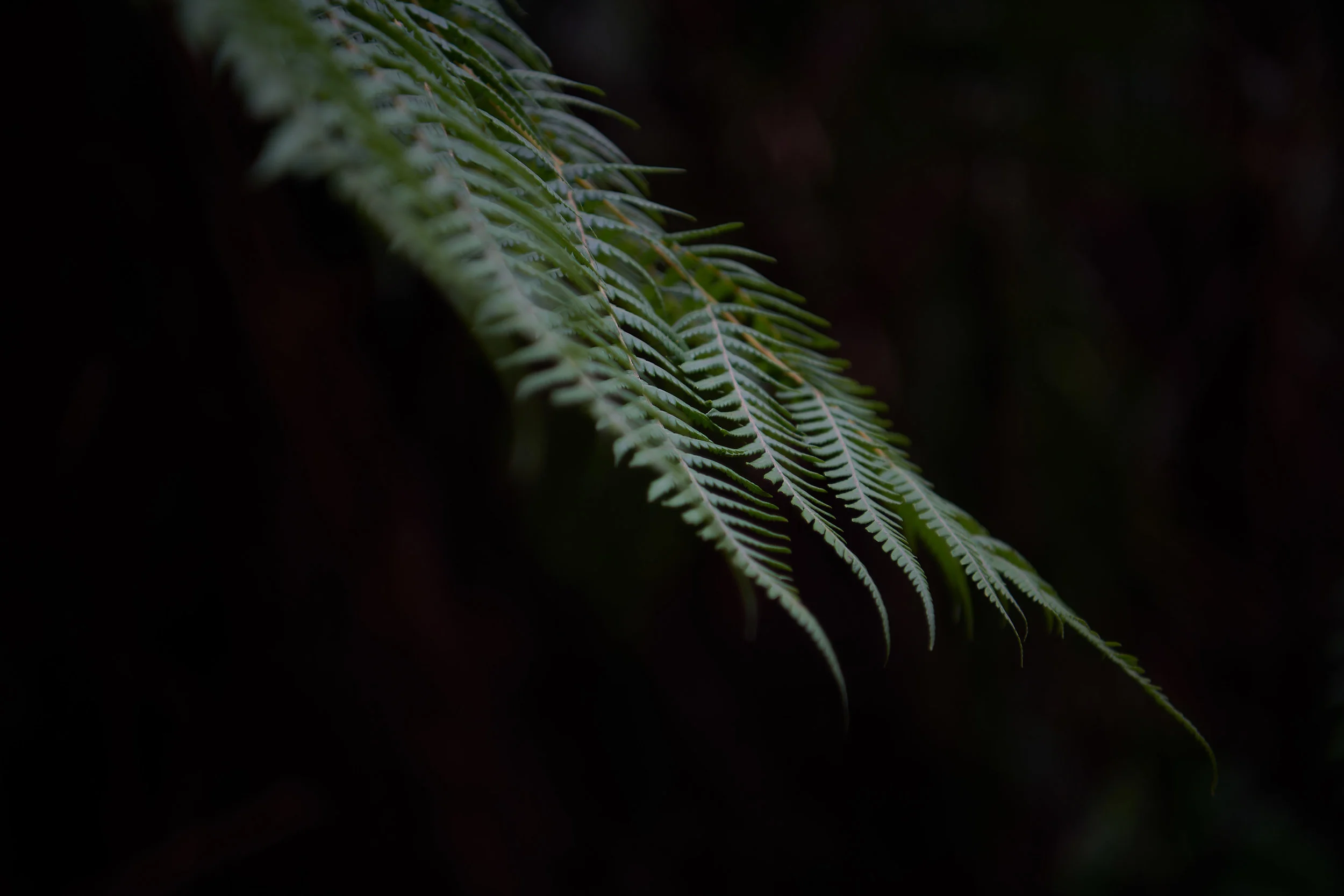 2018_06_24_Dandenong Ranges_ 23.jpg