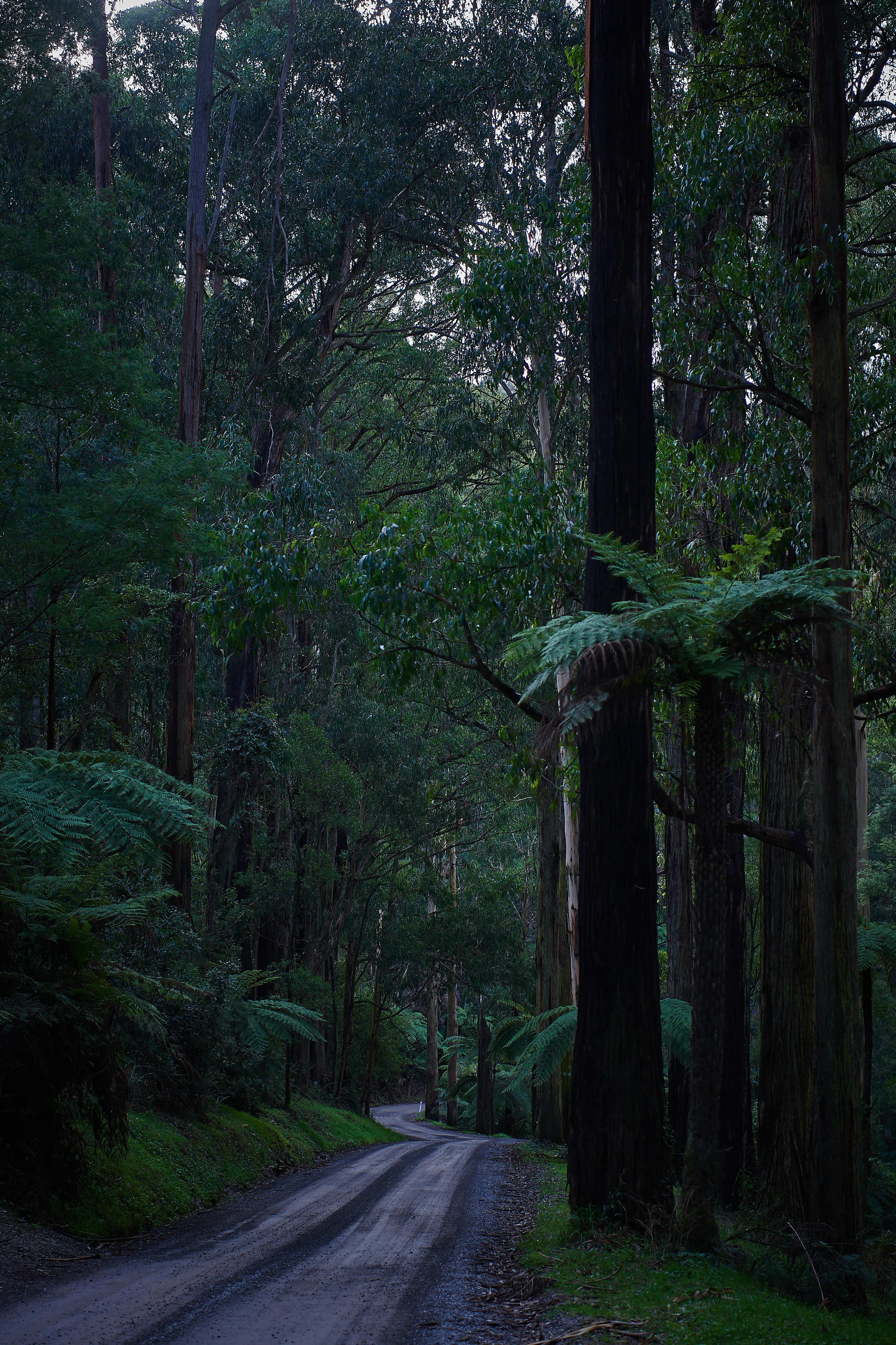 2018_06_24_Dandenong Ranges_ 47.jpg