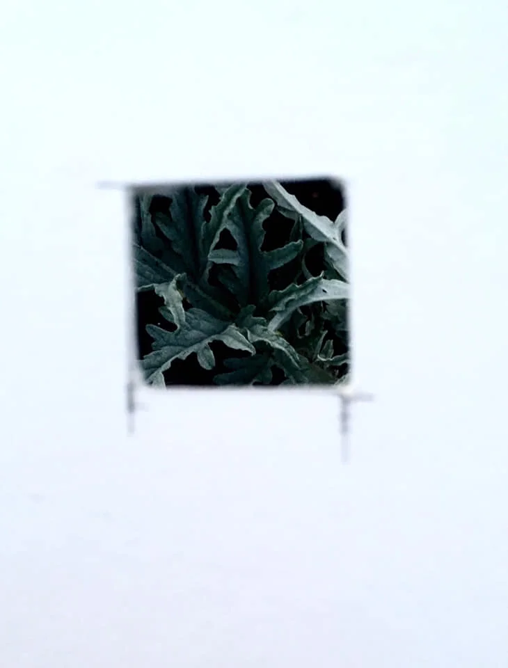 plant1.jpg