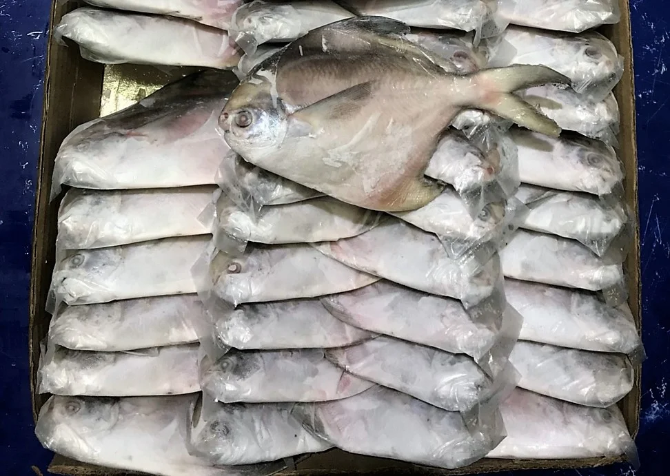 Silver Pomfret
