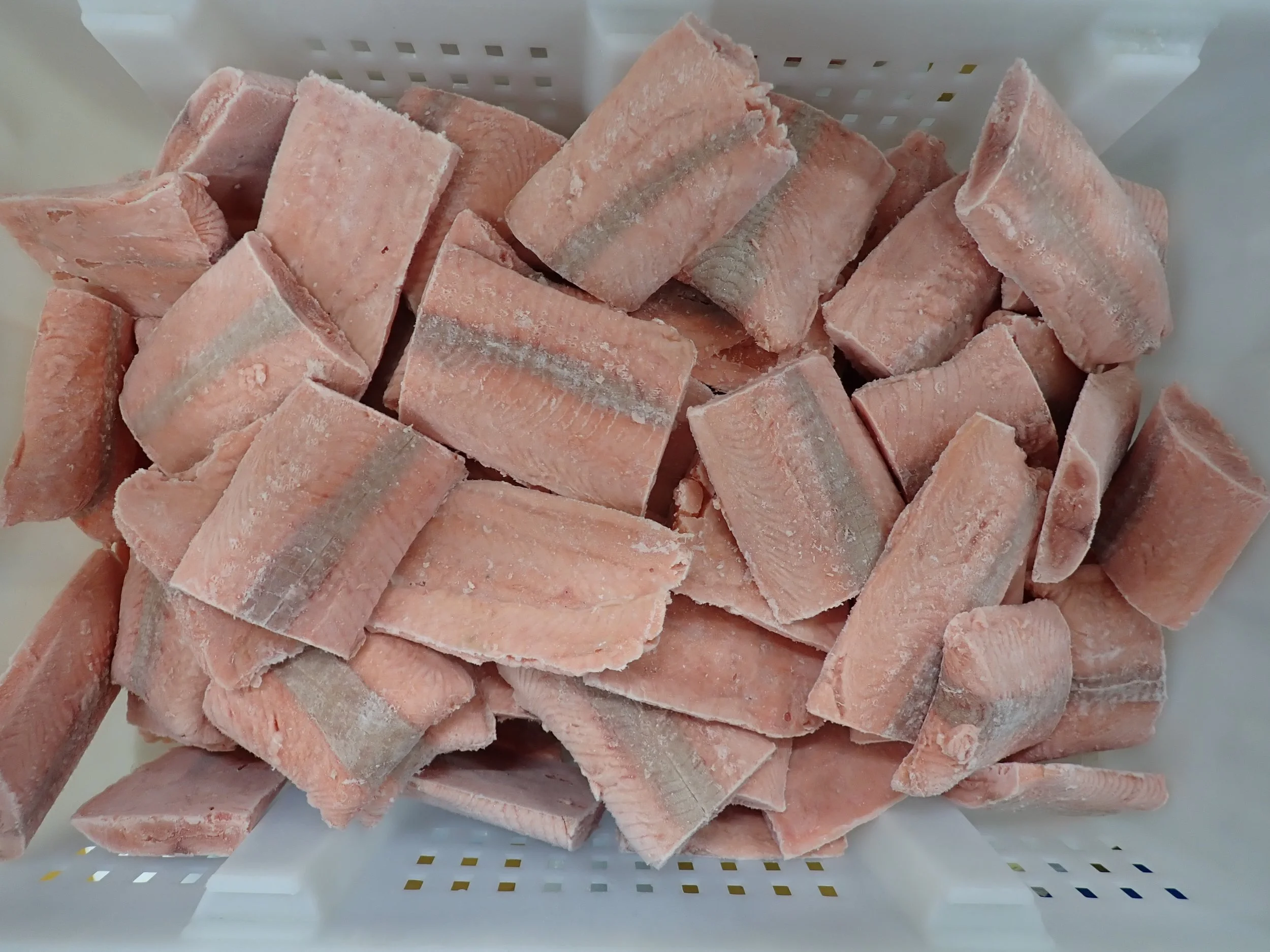 Pink Salmon (Oncorhynchus Gorbuscha)