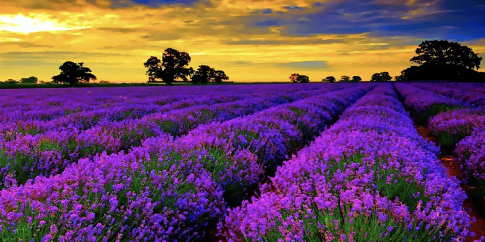 lavender-field.jpg