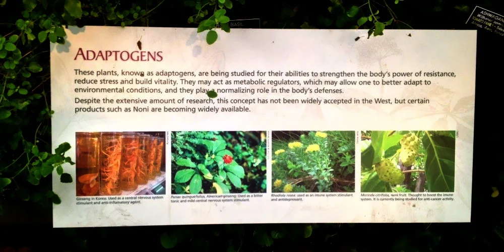 Adaptogens: Nature's Answer To Stress