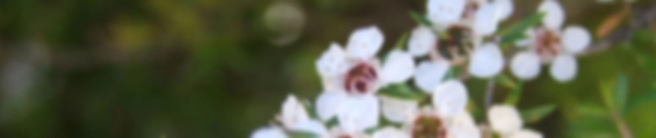manuka-biotic-header.jpg