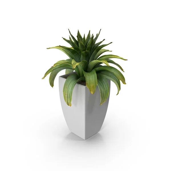 house-plant-flower-pot-doxeeB9-600.jpg