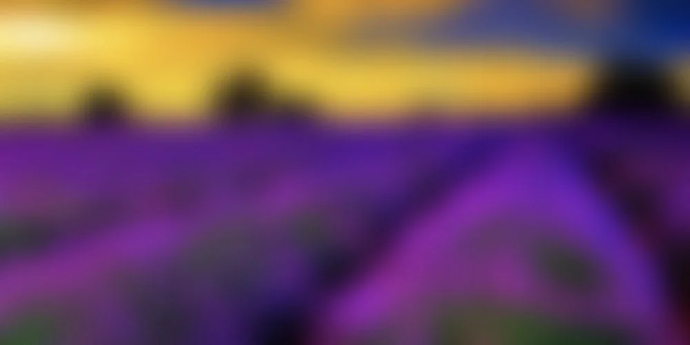 lavender-field.jpg