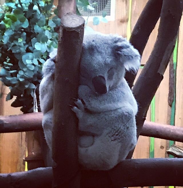 Wednesday feelings out at the zoo today. Jealous of this napping guy. 💤 .
I can&rsquo;t look at these cute drop bears and not think of the fires in Australia. They are all &ldquo;contained&rdquo; at the moment (last I checked) which is a huge relief