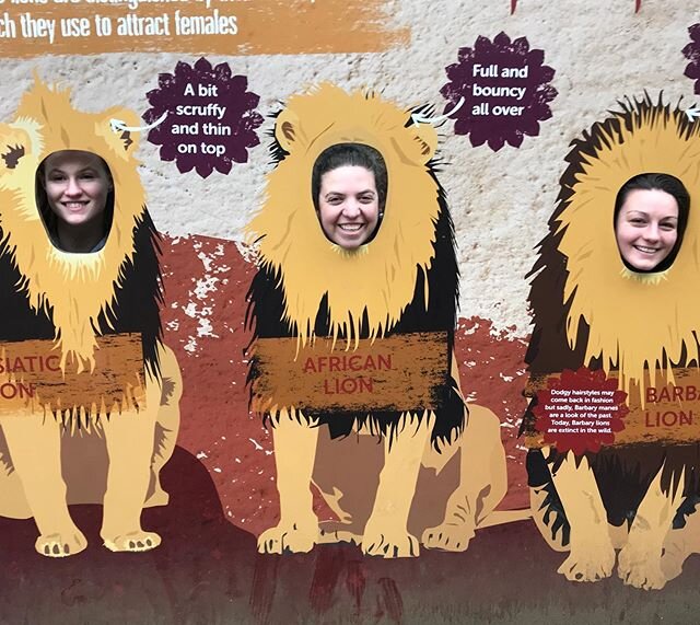 We said goodbye to the zoo today. The last 3 weeks have been amazing. Enjoy this photo of us as lions rocking out our new hairdo&rsquo;s 
#adventurousvet #veterinary #prevet #zoomedicine #wildlife #zoo #vetstudent #vetlife