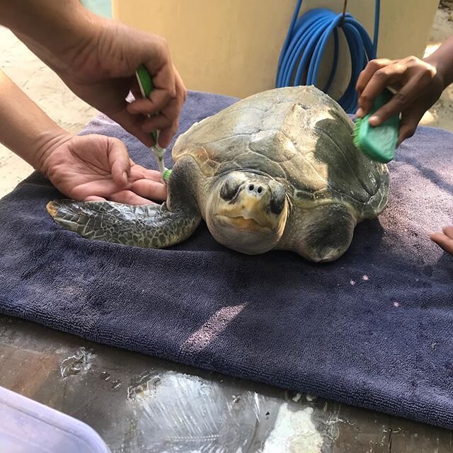 Giving a spa to turtles was great, even though I&rsquo;m not sure the fully appreciated it. Lol
They get covered in algae and need some help getting it off. In the wild, fish would do this for them in &ldquo;cleaning stations&rdquo; but not here. We 
