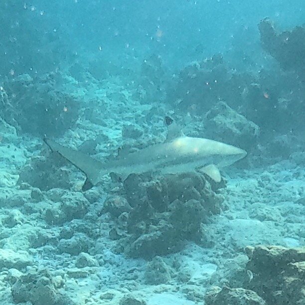 &ldquo;Shark check&rdquo; I feel like I&rsquo;m constantly looking around for these to make sure I won&rsquo;t be eaten. Lol. Although they don&rsquo;t really bother you and the likelihood of being eaten is super small. But whenever I&rsquo;m in the 