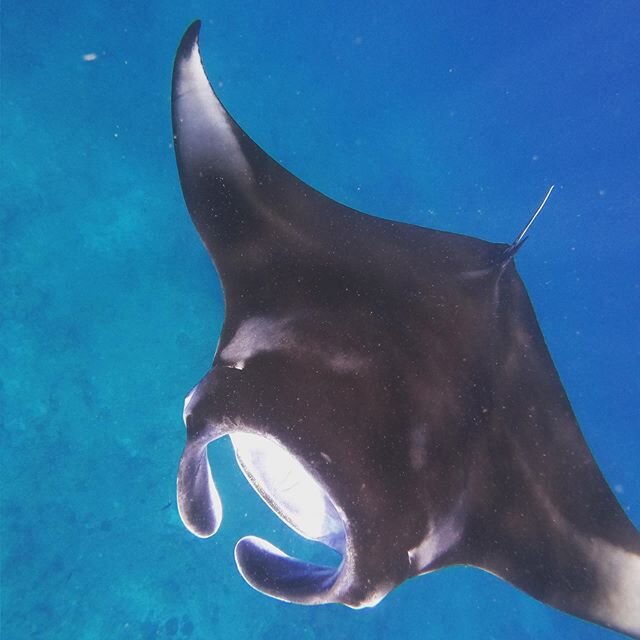 I love wildlife. This is why I adventure. #vetstudent #vetlife #veterinarian #vetstudentlife #wildlife #nature #mantarays