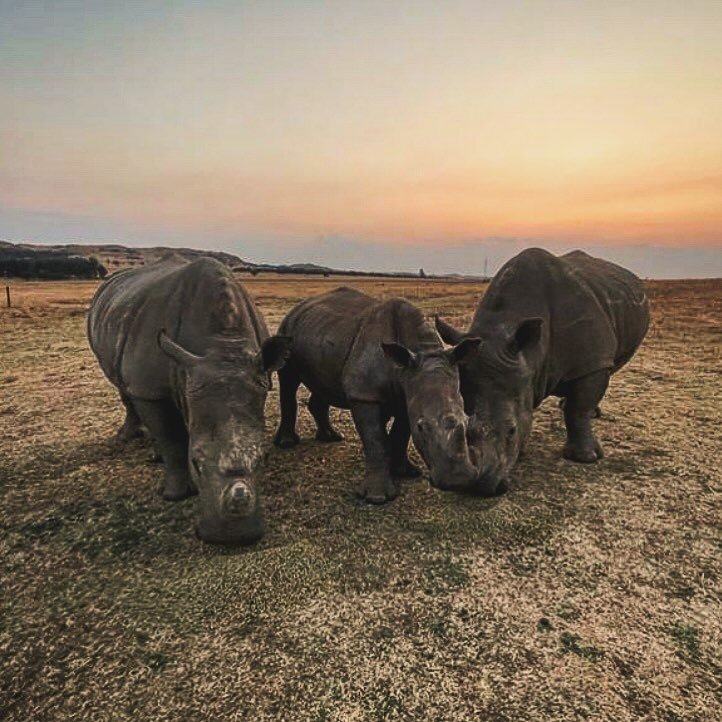 NEW PROJECT CoC 072: WHITE RHINO CRASH HORN TRIMMING. More big greys are hopefully safer leading up to the holidays. Permit delays caused some stress but these rhinos who are very much loved by their owners got perfectly trimmed by veterinarian Bart 