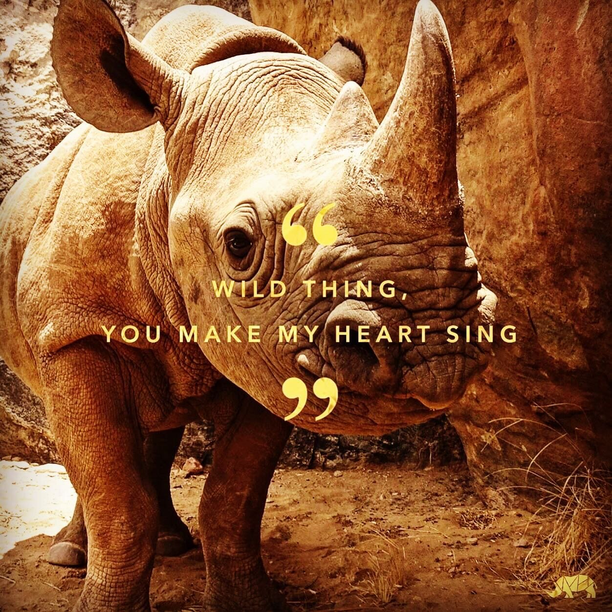 Happy New Year friends and rhino champs! The end of one, and the start of another gives us all the chance to take deep breath. Think. Reassess. And head into a year with renewed gusto🙌 Be safe tonight all you wild things. 2024 here we come 
⭐️
#rhin