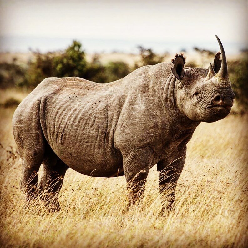 CoC PROJECT 066: $5,000 TO OL PEJETA CONSERVANCY &amp; KWS BLACK RHINO RELOCATION PROJECT. 

Later this month Ol Pejeta and Kenya Wildlife Service (KWS) will translocate a mix of female and male eastern black rhinos to Loisaba Conservancy, in the hig