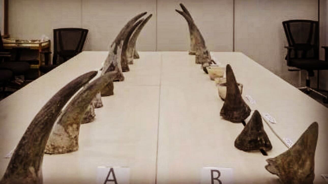 take a look.. everyone of these horns was stolen from a living breathing rhino.. stuck down in their prime. .. the fact that this is still  happening, and the smuggler, after being caught received TWO years in jail 😡
What&rsquo;s wrong with this pic