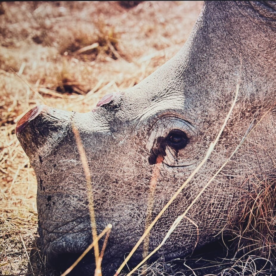 if rhino could talk to us.. wonder what they would say&hellip; can they survive human greed?
🦏 photo credit @sarawilsonpix
#racingextinction #rhinotears #beacontributor
#ifanimalscouldtalk #stopcorruption
#HelpARhino #babyrhino
#worthmorealive #raci