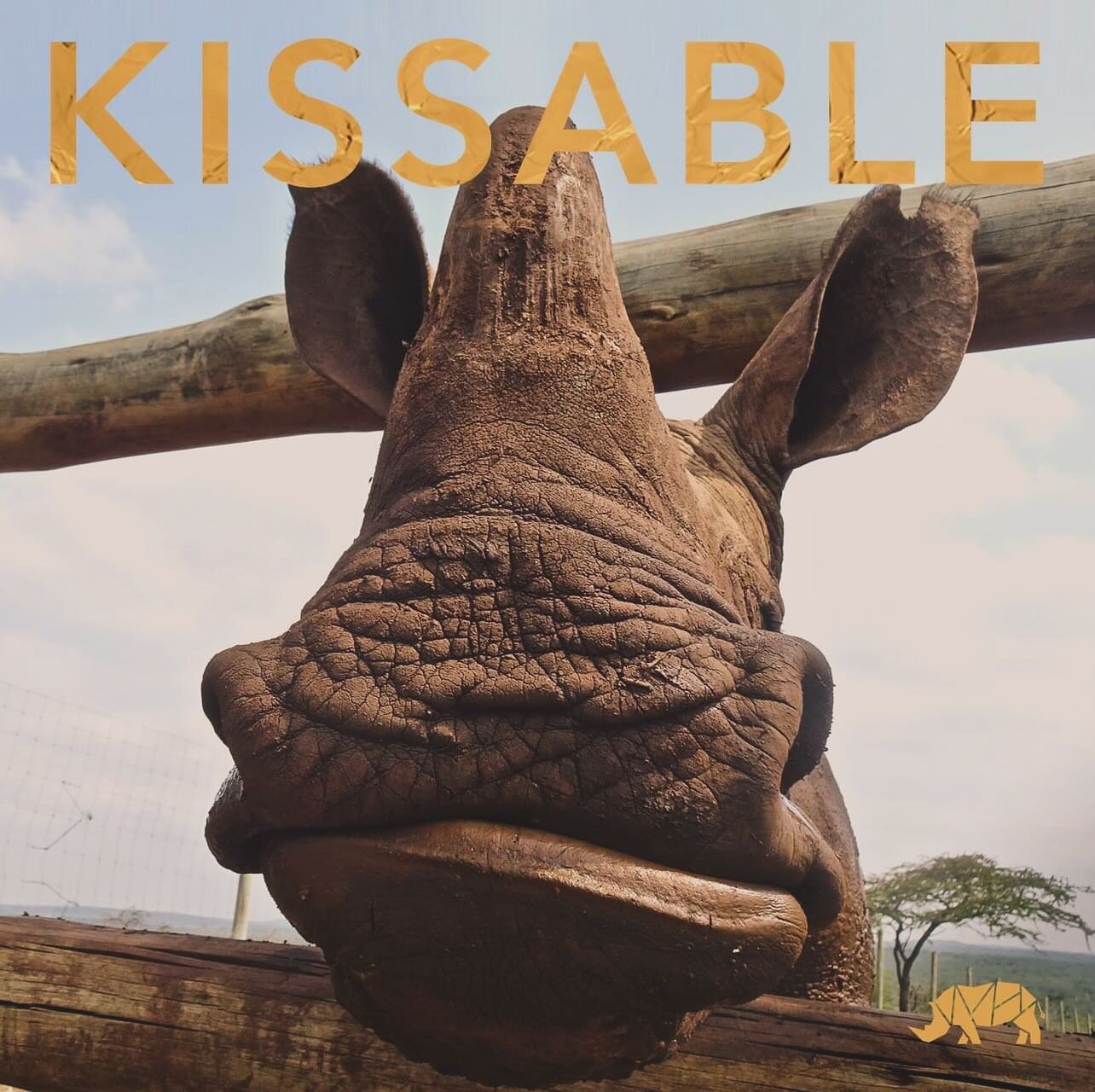 let&rsquo;s roll valentines love from one day to EVERYDAY ❤️
#keepthemclose #keepthemwild #keeptheminyourheart #kissme #nexttime #kissarhino #babyrhino