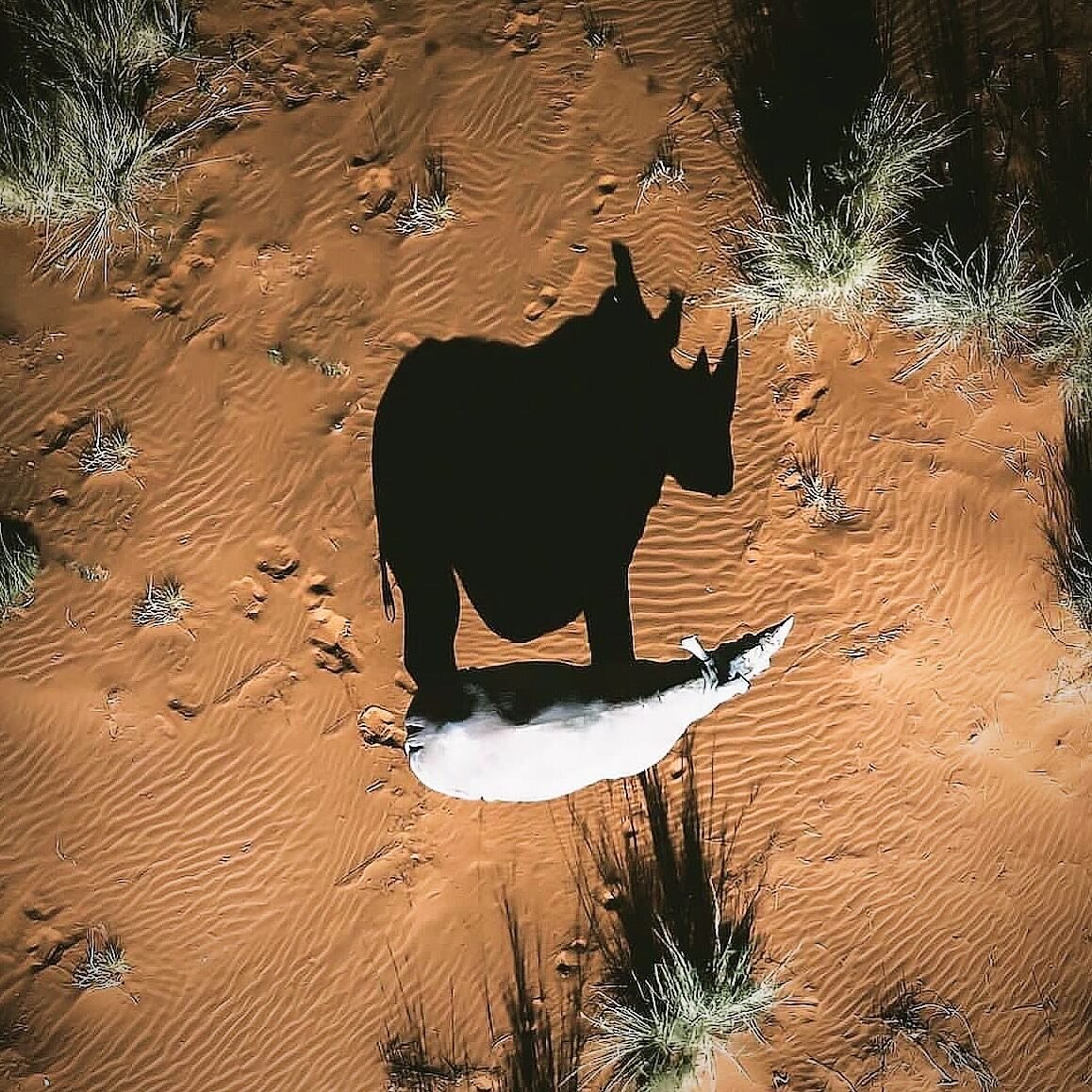 on this #worldwildlifeday .. let&rsquo;s take a vow to not let our rhinos (and ALL of our natural world) disappear into a single shadow.
🦏
Phenomenal photograph @solly_levi 

#savewildlife #natgeowild #wildlifewarrior #saverhinos #saveourrhinos #sav