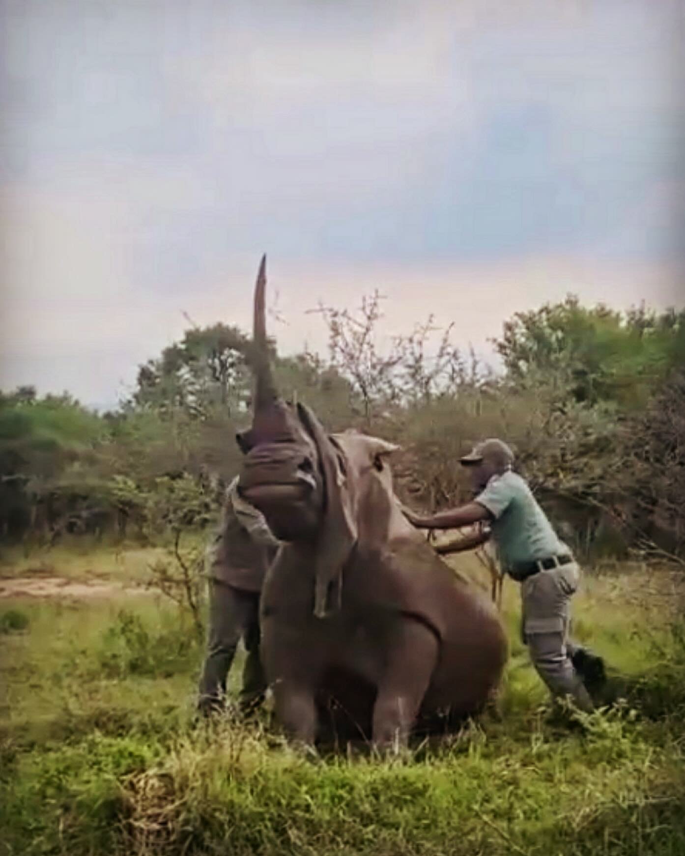 Finally the decision has been made, money raised, action taken to trim horns at Hluhluwe after an alarming increase of poaching.. Well Done 👊🏻
#racingextinction #myhornisnotmedicine 
#saveourrhinos #horntrimming #theygrowback #africannationalparks 