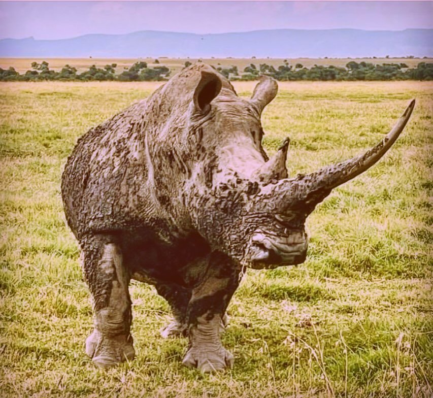 HERE I AM. And all I am meant to be. A rhino being a rhino. Standing bravely before you human&rsquo;s and asking not that much, really. Simply, to please allow me to be HERE, with you, and to be who I am. 
#letthembe #wildandfree #saveourrhinos 
#han