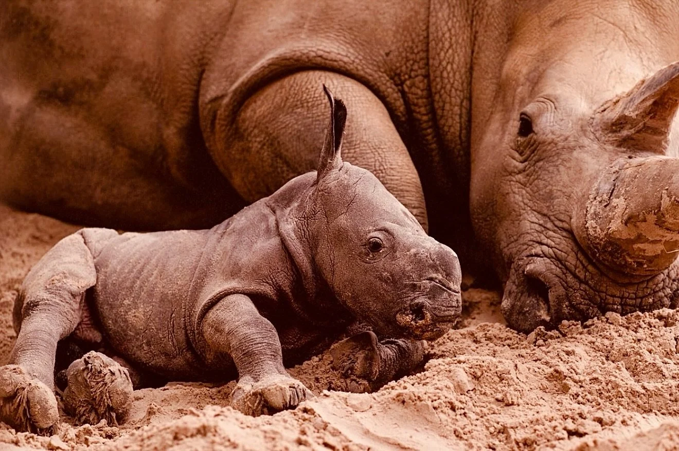 All of this
the work, the worry, the hope
is for this tiny life.
So they can grow.
So they can flourish.
#ukuze achume
#ProtectTheFuture #RhinoBaby #EveryLifeMatters