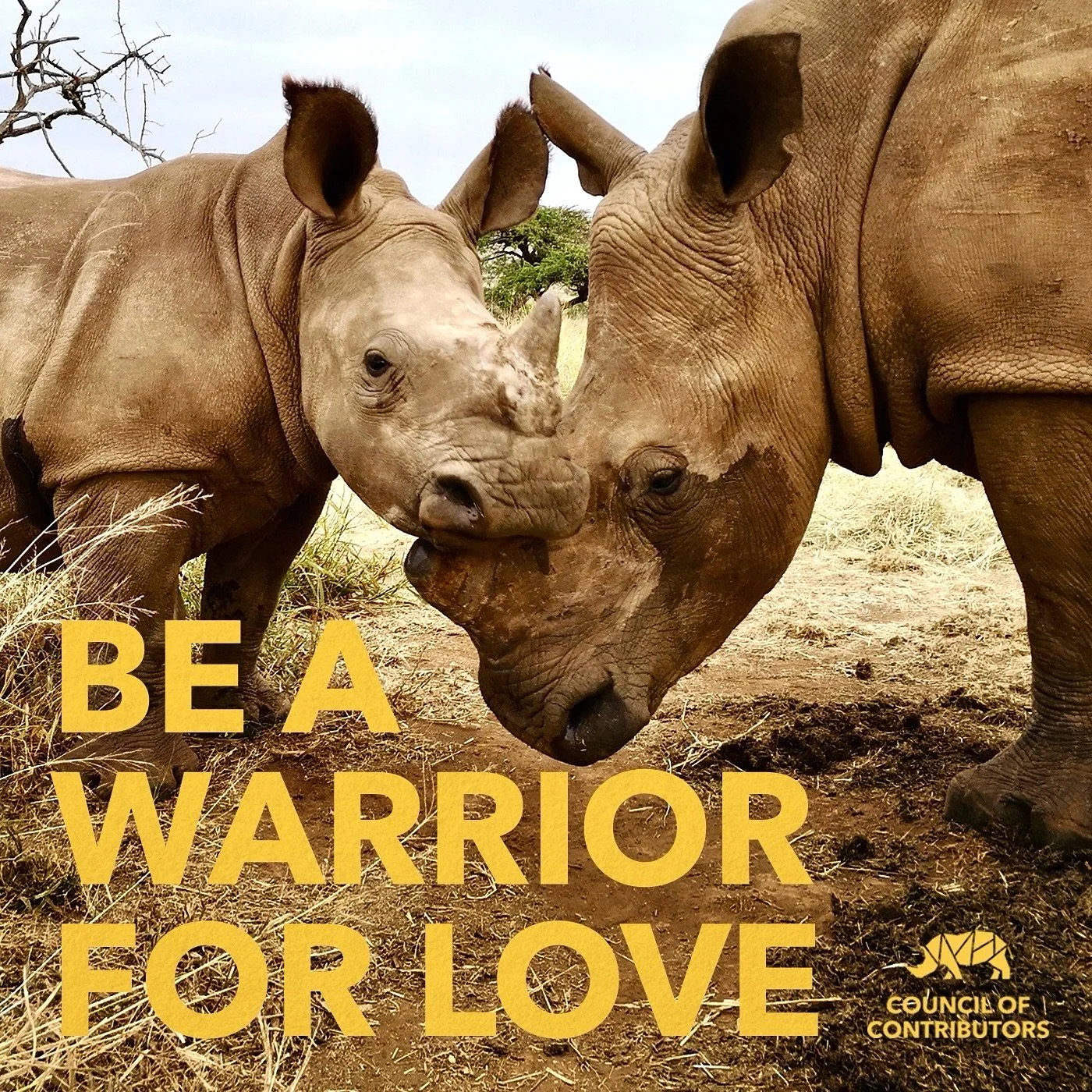 Be a warrior.. the rhino kind
#joinusnow #makeadifference #inittowinit 
The CoC rhino orphanage + sanctuary
We’ve built it.. we are here..