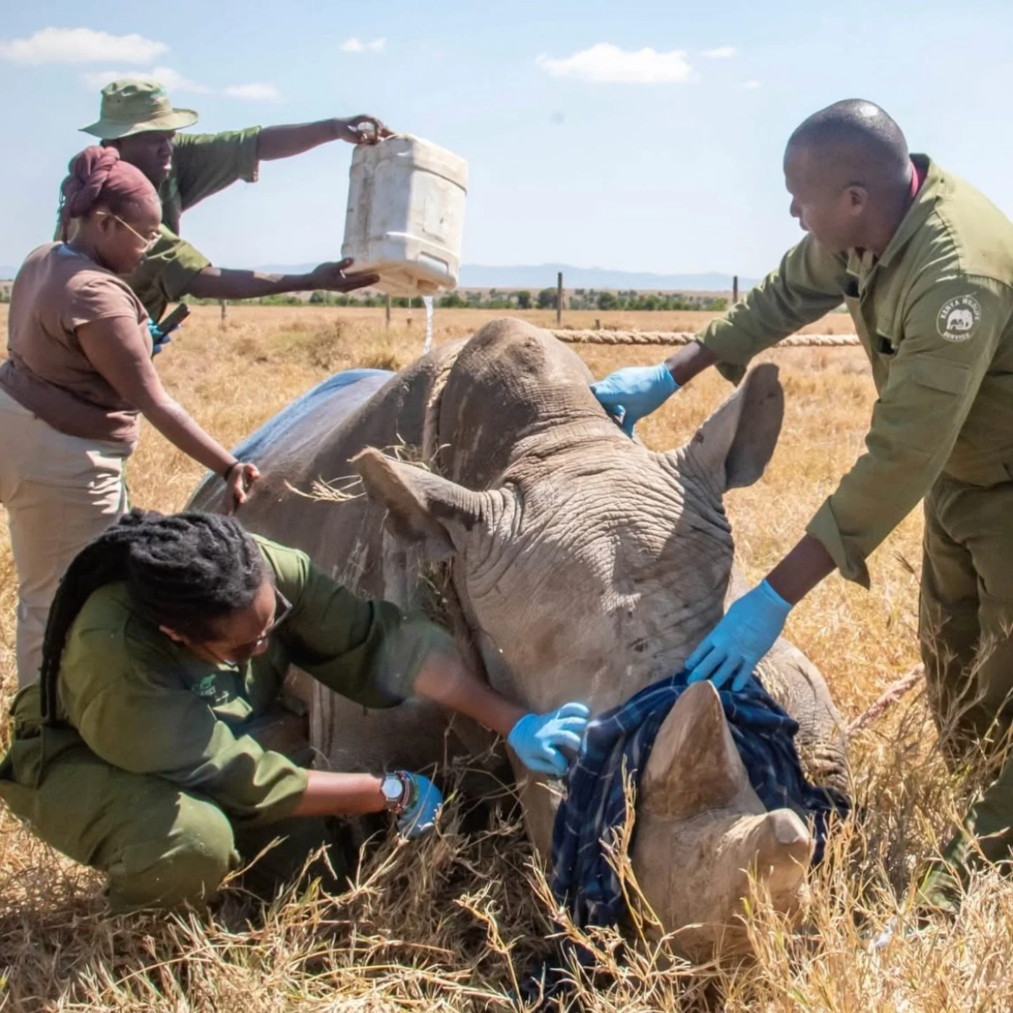 COC PROJECT 080: TREATMENT FOR TAUWO’S EYE /| Ol Pejeta Conservancy I|
Kenya
Southern white rhino Tauwo was discovered with a nasty infection in her right eye. Tauwo is the much-loved companion and chaperone for Najin and Fatu, the last 2 north