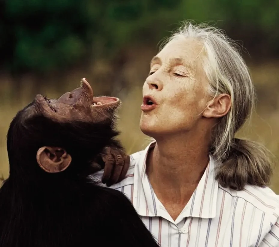 the quiet communication…
our inspiration has walked through the door.  She left without fear onto her next adventure.
#janegoodall
#CarryTheTorch
#LegacyLivesOn
#TheWorkContinues
#WeWalkWithYou
#EchoesOfYourPath
#ForwardInYourName
#YourFightIs