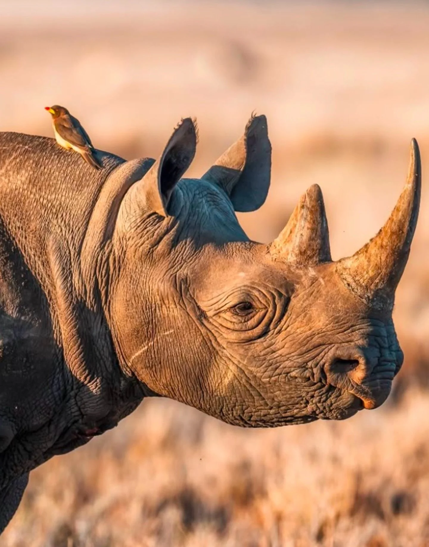 Into the wild year ahead.
Shoulder to shoulder. Horn to sky.
We&rsquo;ve got you.

Here&rsquo;s to 2026 
to resilience, protection, and moving forward together.
From the rhinos and those who fight for them 
thank you for standing with us.
.
.
#Into20
