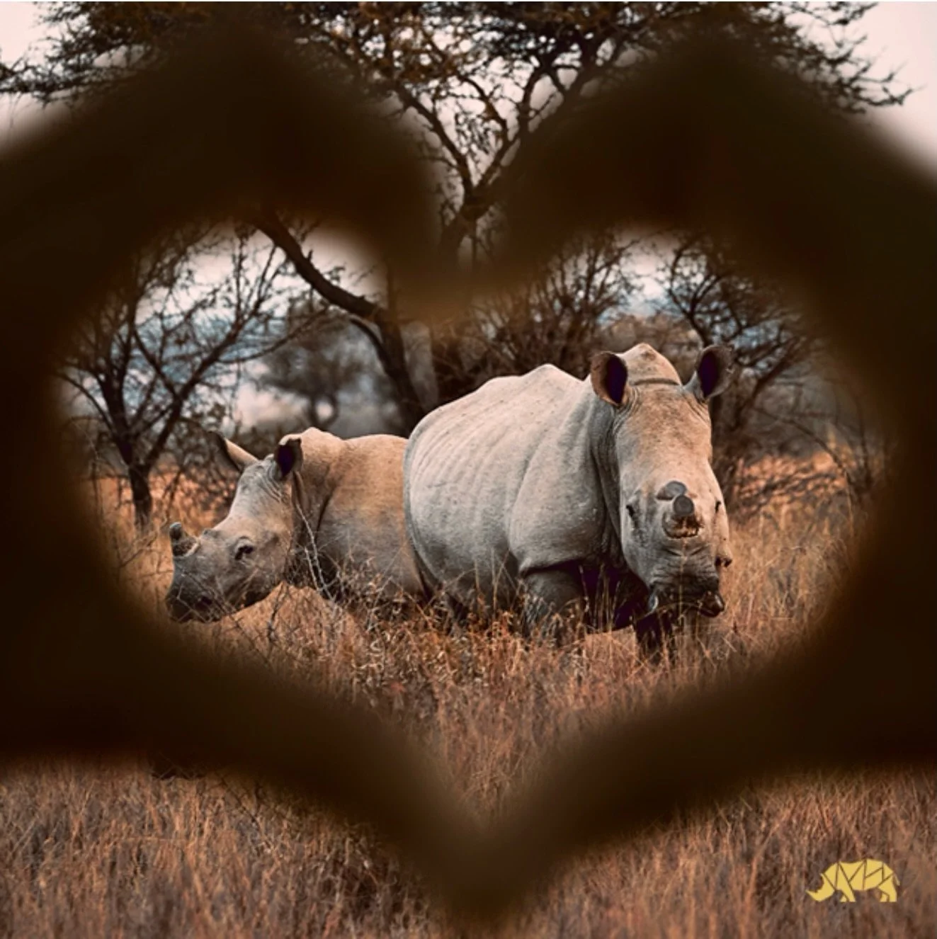 Our hearts are with everyone affected by the floods in Kruger National Park.
With the rangers on the ground, the surrounding communities, and the wildlife navigating a suddenly changed landscape.

May the waters recede gently.
May safety come first.
