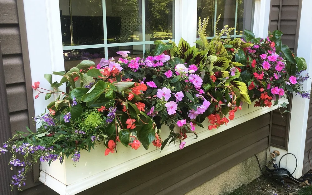 SUMMER — WOW Windowboxes
