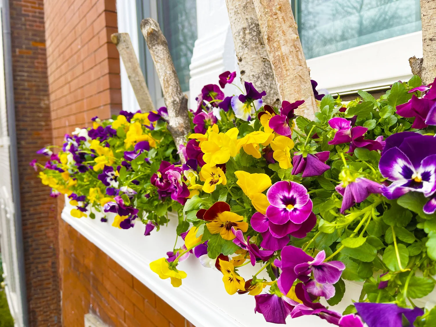 WOW Windowboxes Home