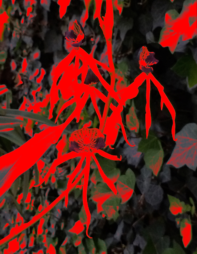 Epidendrum, 2016 Fotografía digital intervenida impresa en papel algodón 41 x 33 cm
