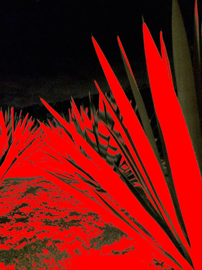 Agave, 2016 Fotografía digital intervenida impresa en papel algodón 41 x 33 cm