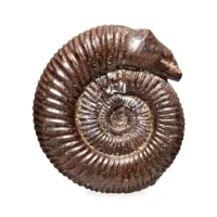 Headless Snake Carving