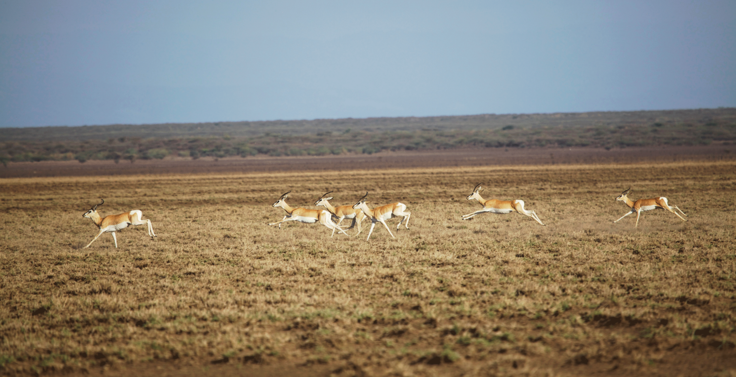 Sommerings-Ethiopia-Alideghi.png