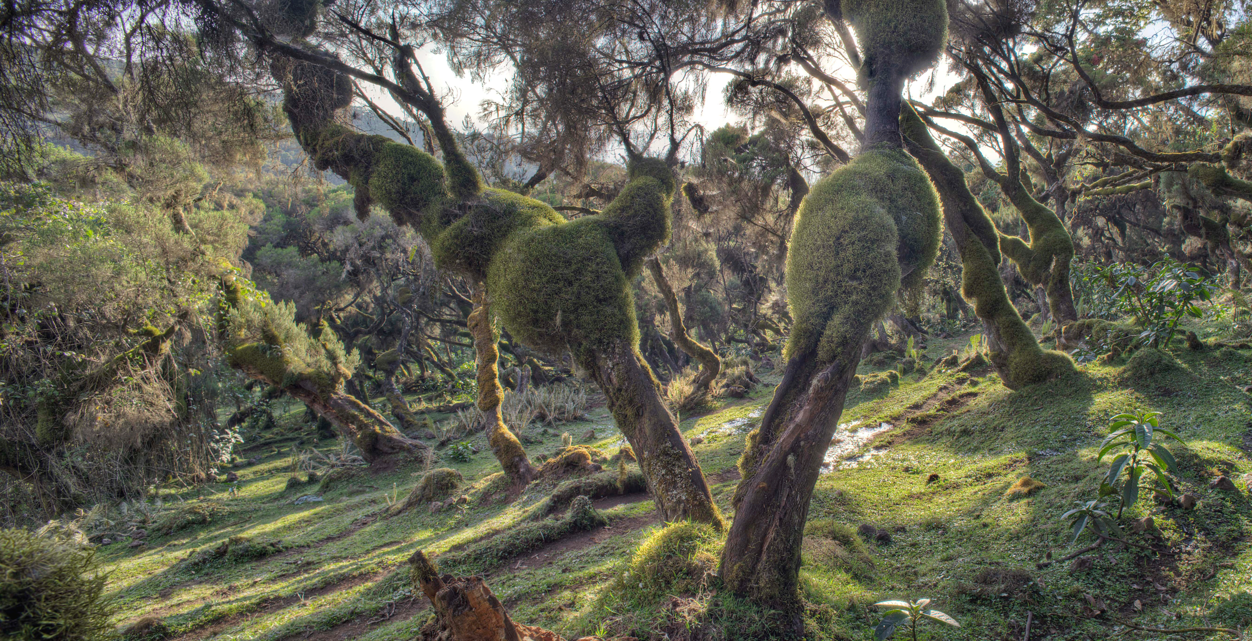 Bale-Mountains-Ethiopia-Flora.png