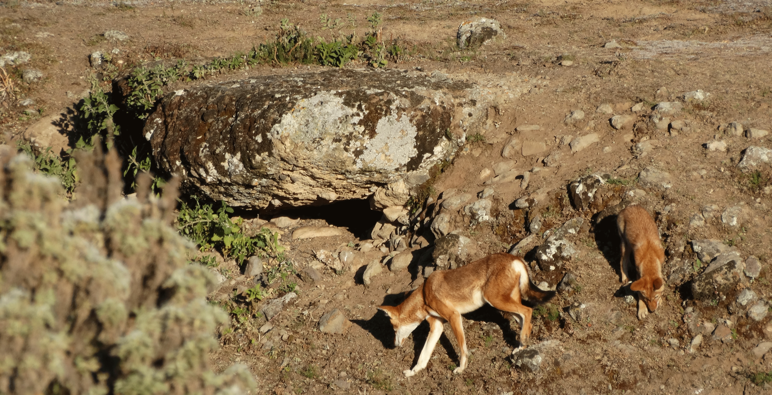 Bale-Mountains-Wildlife.png
