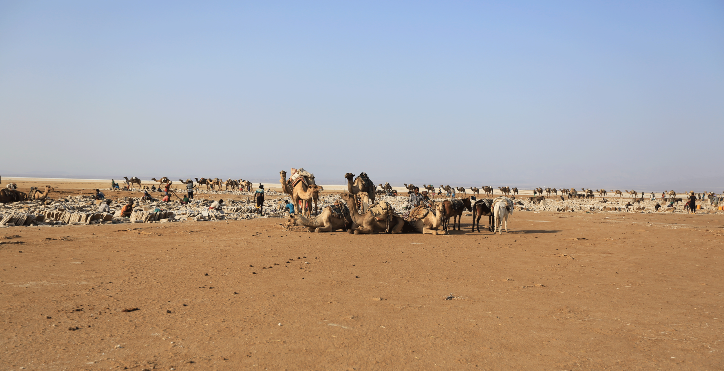Danakil-Camels-Ethiopia.png