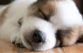 In Need of Rest/Sleep