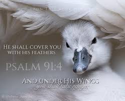 Under the Shadow of His Wings