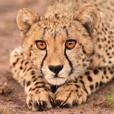 Whatever You Do Don't Run